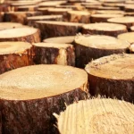 tronco de árbol de madera natural, ideal para tallar muebles de diseño