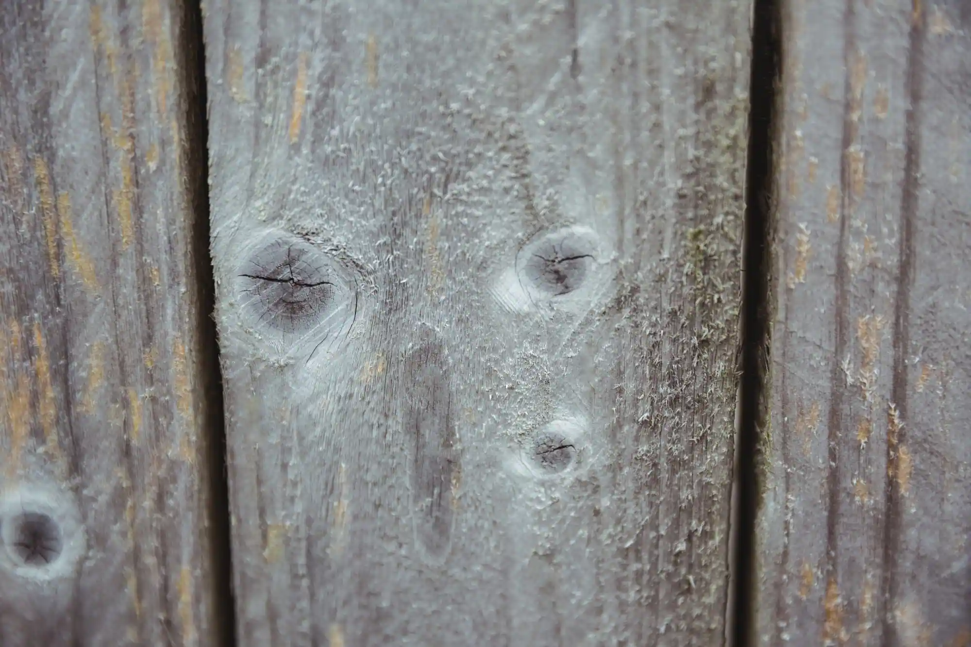 eliminación de moho de suelo de madera